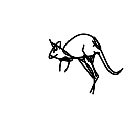 kangaroo