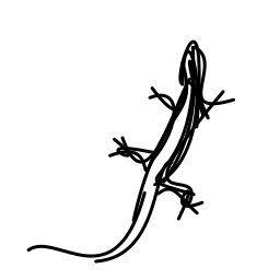 lizard