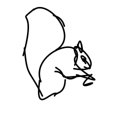 squirrel