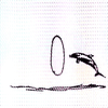 dolphin13