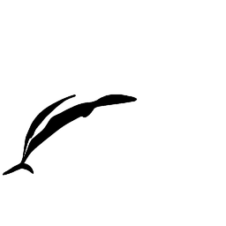 dolphin6