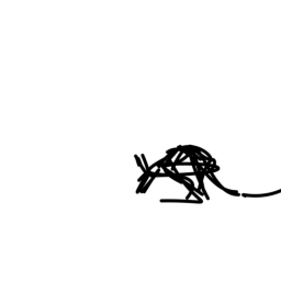 kangaroo