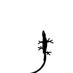 lizard