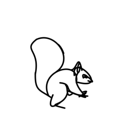 squirrel